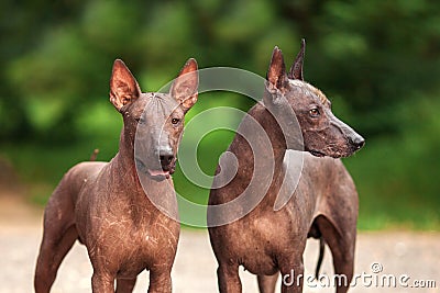 Two dogs of Xoloitzcuintli breed, mexican hairless dogs standing outdoors on summer day Stock Photo