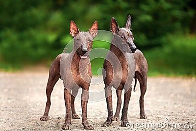 Two dogs of Xoloitzcuintli breed, mexican hairless dogs standing outdoors on summer day Stock Photo