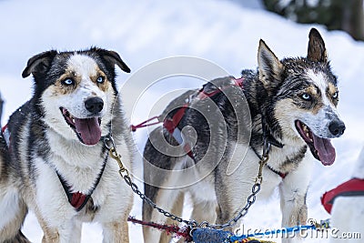 Two dogsled dogs with blue eyes Stock Photo