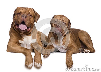 Two Dogue de Bordeaux dogs Stock Photo