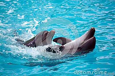 Two dolphins close up. Adler. Stock Photo