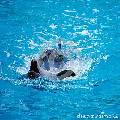 Two dolphins close up. Adler. Stock Photo