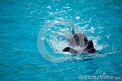 Two dolphins close up. Adler. Stock Photo