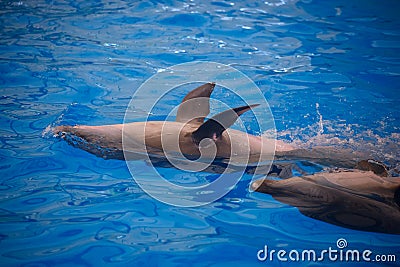 Two dolphins close up. Phuket. Stock Photo