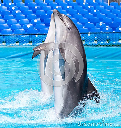 Two dolphins dancing in the pool Stock Photo