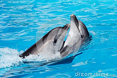 Two dolphins dancing in the pool Stock Photo