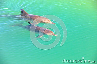 Two Dolphins Monkey Mia Stock Photo