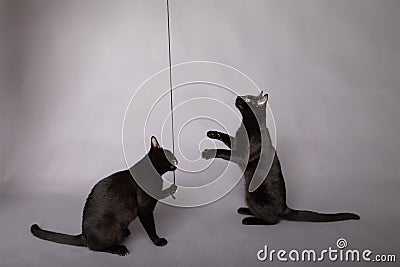 Two black house cats playing with a black string Stock Photo