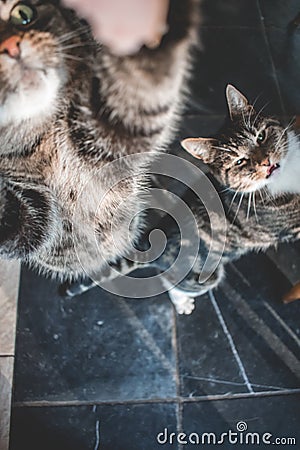 Two domestic cats looking up for a treat Stock Photo