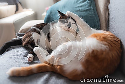 Two domestic cats play on a sofa before sleeping Stock Photo