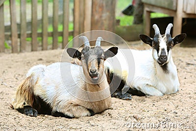 Two domestic goats on the farm, looking at camera, shooting outdoors Stock Photo