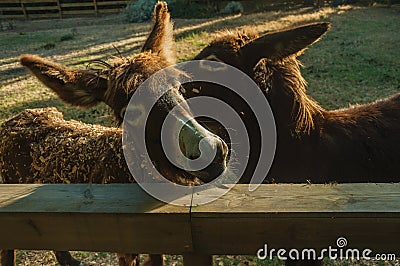 Two donkeys on a corral from a farm Stock Photo