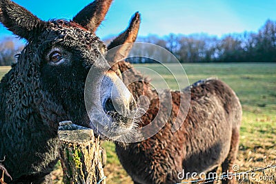 Two Donkeys at the farm one before another close up Stock Photo