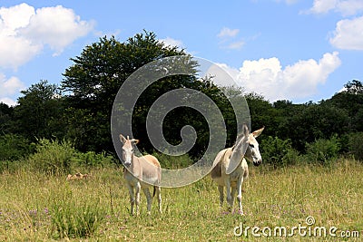 Two donkeys in a green field, trees behind. White clouds in the sky. Stock Photo