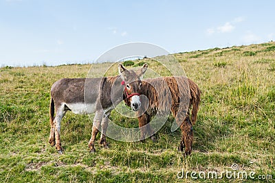 Two donkeys on a meadow, juxtaposed, bizarre framing, interesting idea Stock Photo