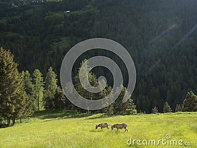 Two donkeys in mountain meadow near col de vars in french haute provence Stock Photo