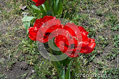 Two double red flowers of tulip in spring Stock Photo