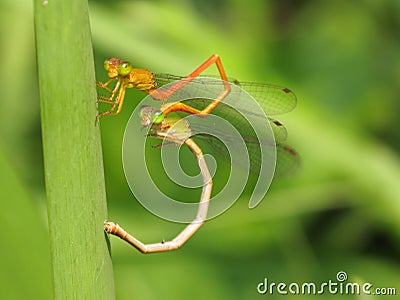 Two Dragonflies Stock Photo