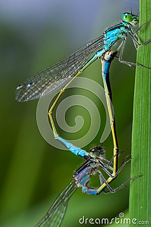 Two dragonflies Zygoptera mate, Odonata is an order of carnivorous insects, encompassing the dragonflies, Anisoptera Stock Photo