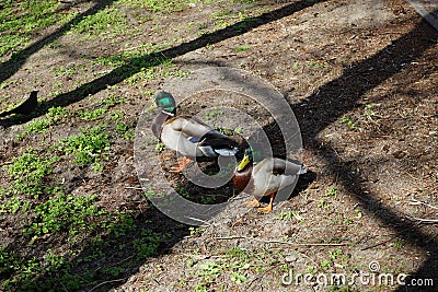 Two drake mallards on the banks of the Wuhle river. Berlin, Germany Stock Photo