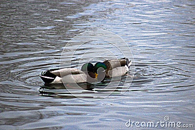 Two drake mallards going head to head on pond in Boise Idaho Stock Photo