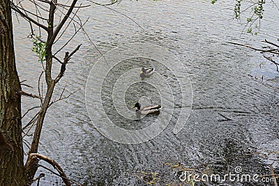 Two drakes swimming in a pond. Wild duck males in river water Stock Photo