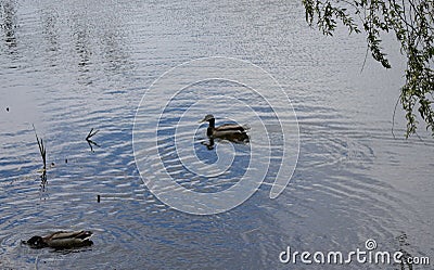 Two drakes swimming in a pond. Wild duck males in river water Stock Photo