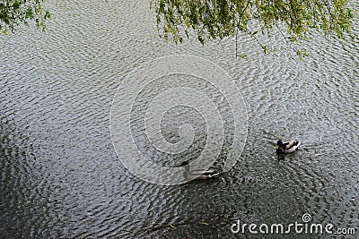 Two drakes swimming in a pond. Wild duck males in river water Stock Photo