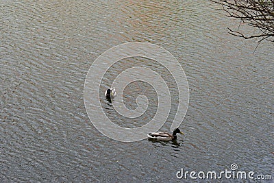 Two drakes swimming in a pond. Wild duck males in river water Stock Photo