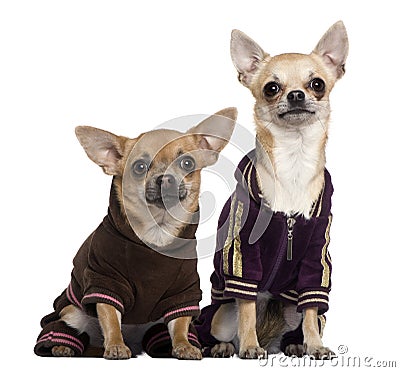 Two dressed Chihuahuas in track suits Stock Photo