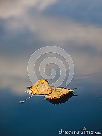 Two dried leaf in water Stock Photo
