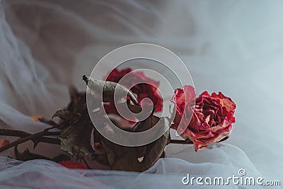 Two dried pink roses on creamy white veil Stock Photo