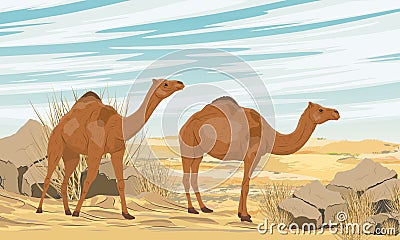 Two dromedary Arabian camels walks through a desert with dunes and stones Vector Illustration