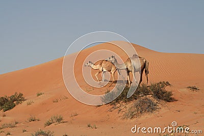 Two dromedary in isolated Oman desert Stock Photo