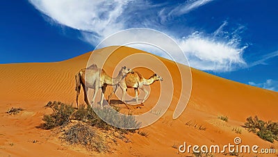 Two dromedary in isolated arabian Oman desert Stock Photo