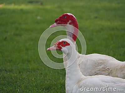 Two duck looking for food Stock Photo