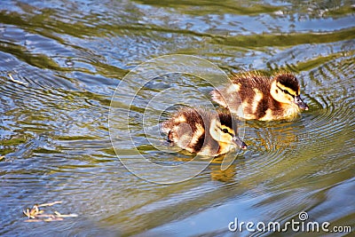 Two ducklings are swimming in the pond. Stock Photo