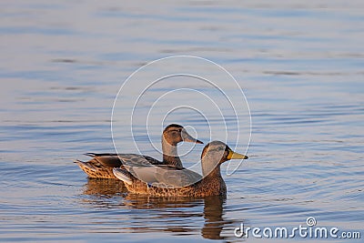 Two ducks (anatidae) swimming on blue colored water Stock Photo