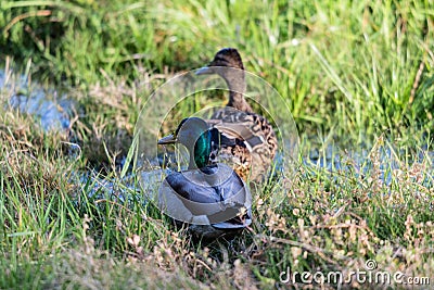 Two ducks in some long grass. Stock Photo