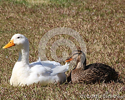 Two ducks in love Stock Photo