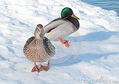 Two ducks on the snow Stock Photo