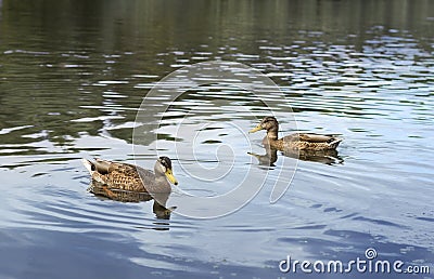 Two ducks Stock Photo