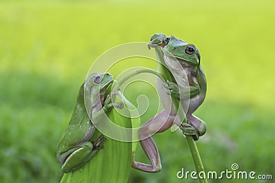 frog, amphibians, animal, animales, animals, animalwildlife, crocodile, dumpy, dumpyfrog, face, frog, green, macro, mammals, Stock Photo