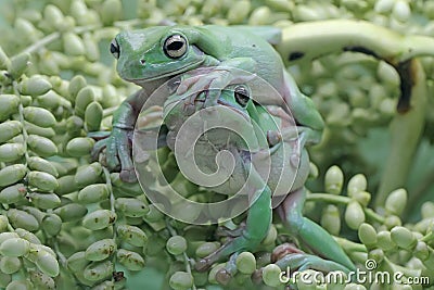 Two dumpy tree frogs resting on a bunch of young palms. Stock Photo
