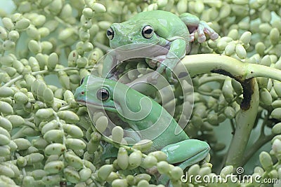 Two dumpy tree frogs resting on a bunch of young palms. Stock Photo