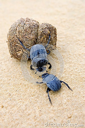 Two dung beetles battling with a large dung ball Stock Photo