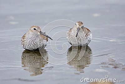 Two Dunlin stand in the sea up to their bellies in Esquimalt Lagoon Stock Photo