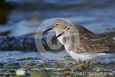 Two Dunlin stand at water`s edge of pebble beach in morning winter sun Stock Photo