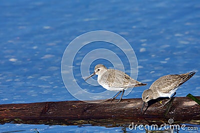 Two Dunlin in winter plumage stand on piece of driftwood near shore Stock Photo