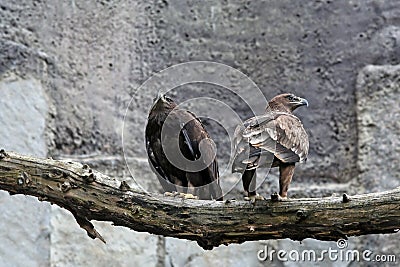 Two eagles. Stock Photo